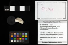 Foto (Objekt + Etiketten) von Goniodromites bidentatus (Reuss, 1858) 